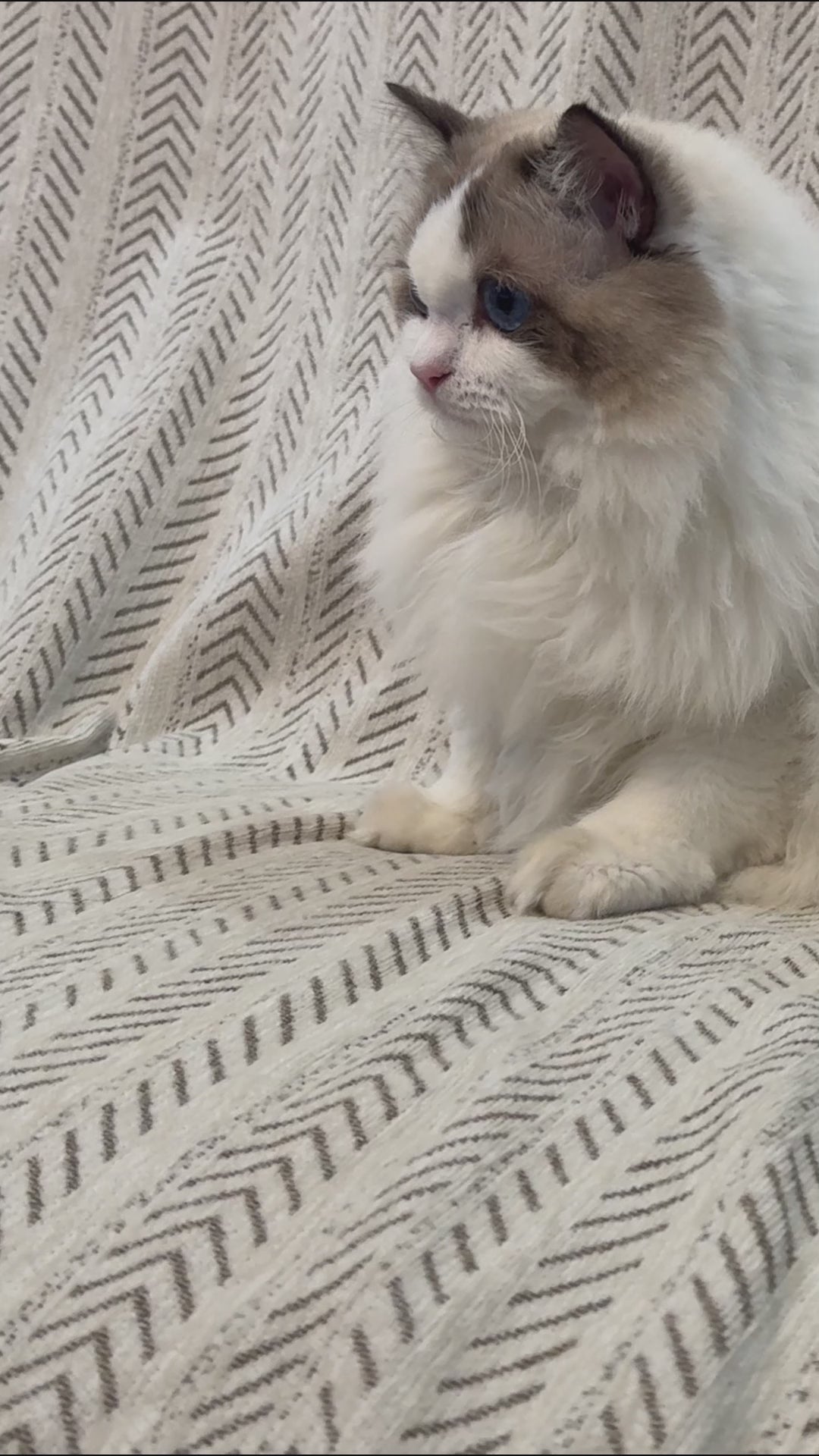 Video demonstration of 2-in-1 pet hair remover broom removing embedded fur from carpet
